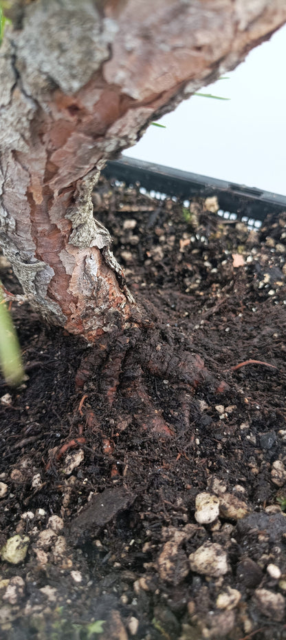 Japanese Black Pine (Thanksgiving Auction 2025)