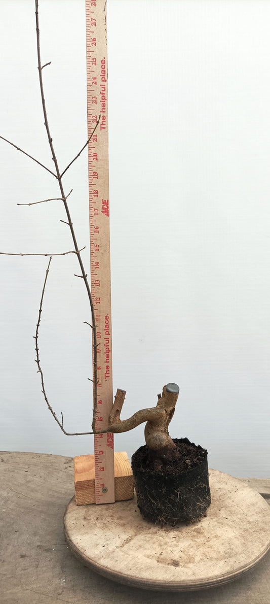 Trident Maple(Thanksgiving Auction 2025)