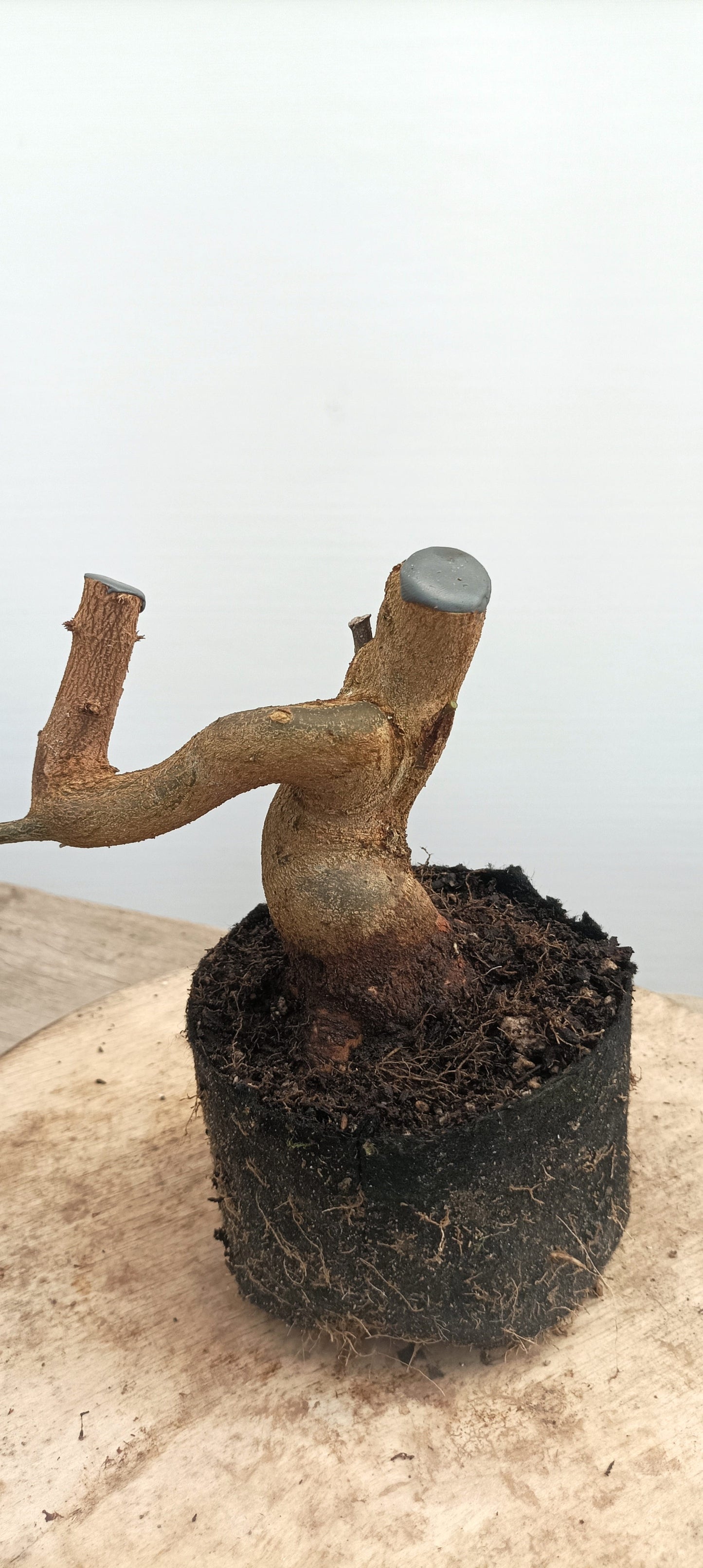 Trident Maple(Thanksgiving Auction 2025)