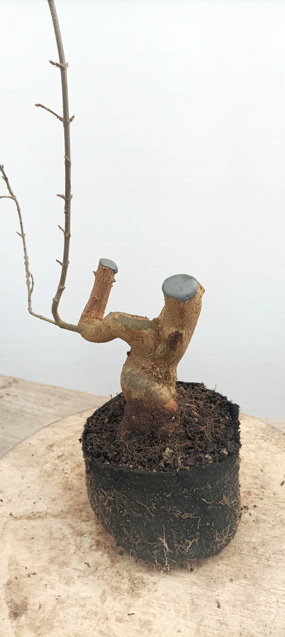 Trident Maple(Thanksgiving Auction 2025)