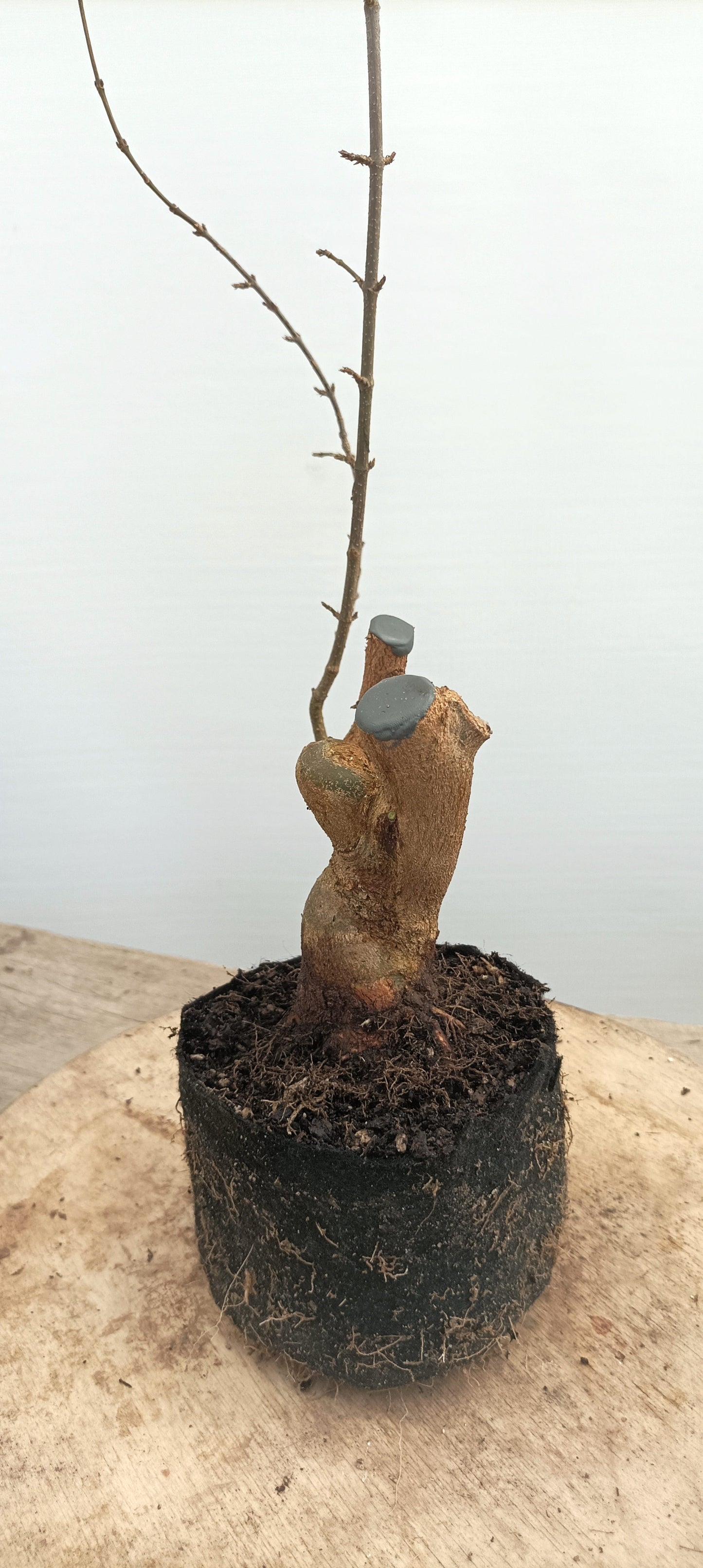 Trident Maple(Thanksgiving Auction 2025)