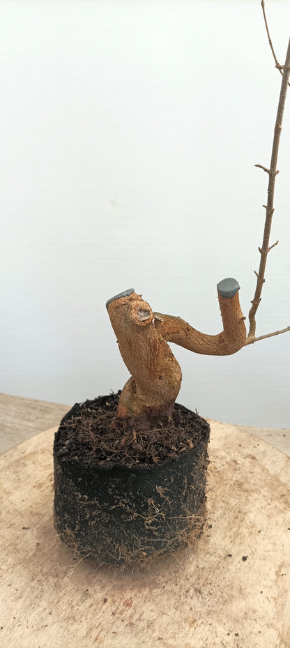 Trident Maple(Thanksgiving Auction 2025)