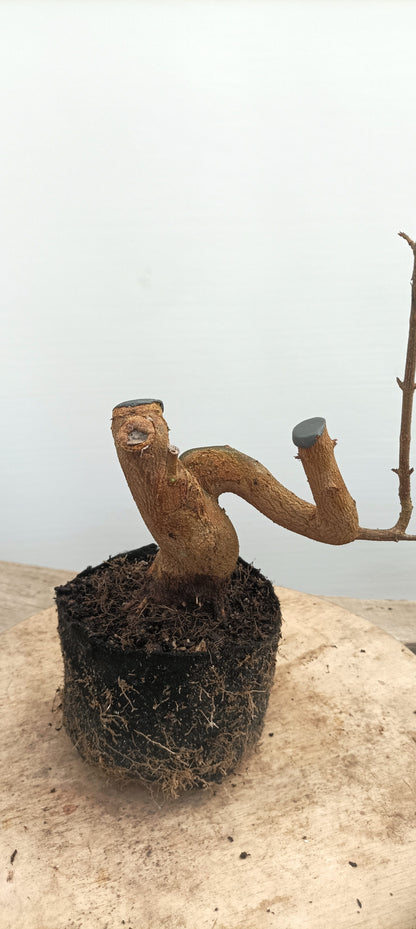 Trident Maple(Thanksgiving Auction 2025)