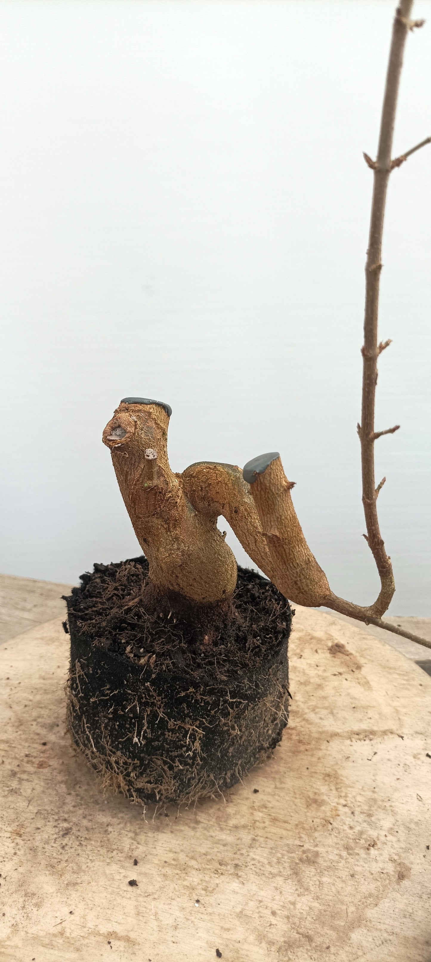 Trident Maple(Thanksgiving Auction 2025)