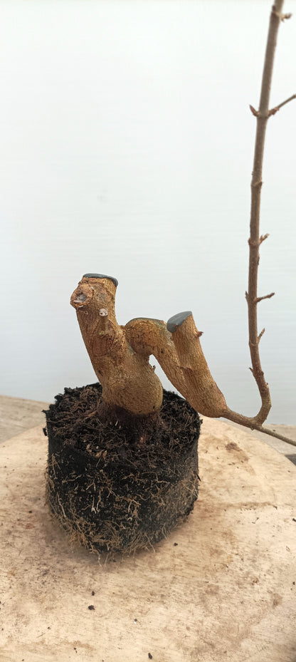 Trident Maple(Thanksgiving Auction 2025)