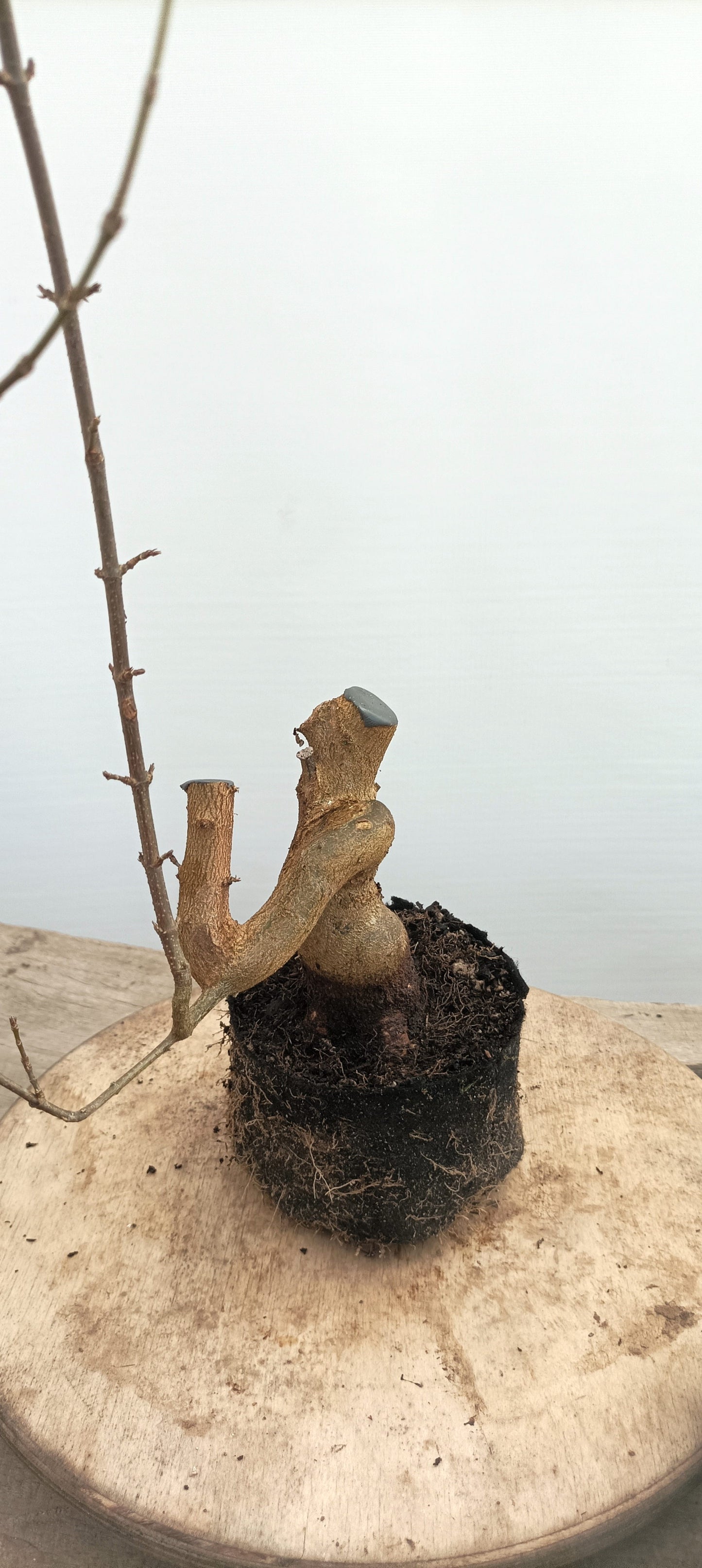 Trident Maple(Thanksgiving Auction 2025)