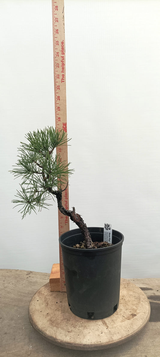 Collected Shore Pine (Thanksgiving Auction 2025)