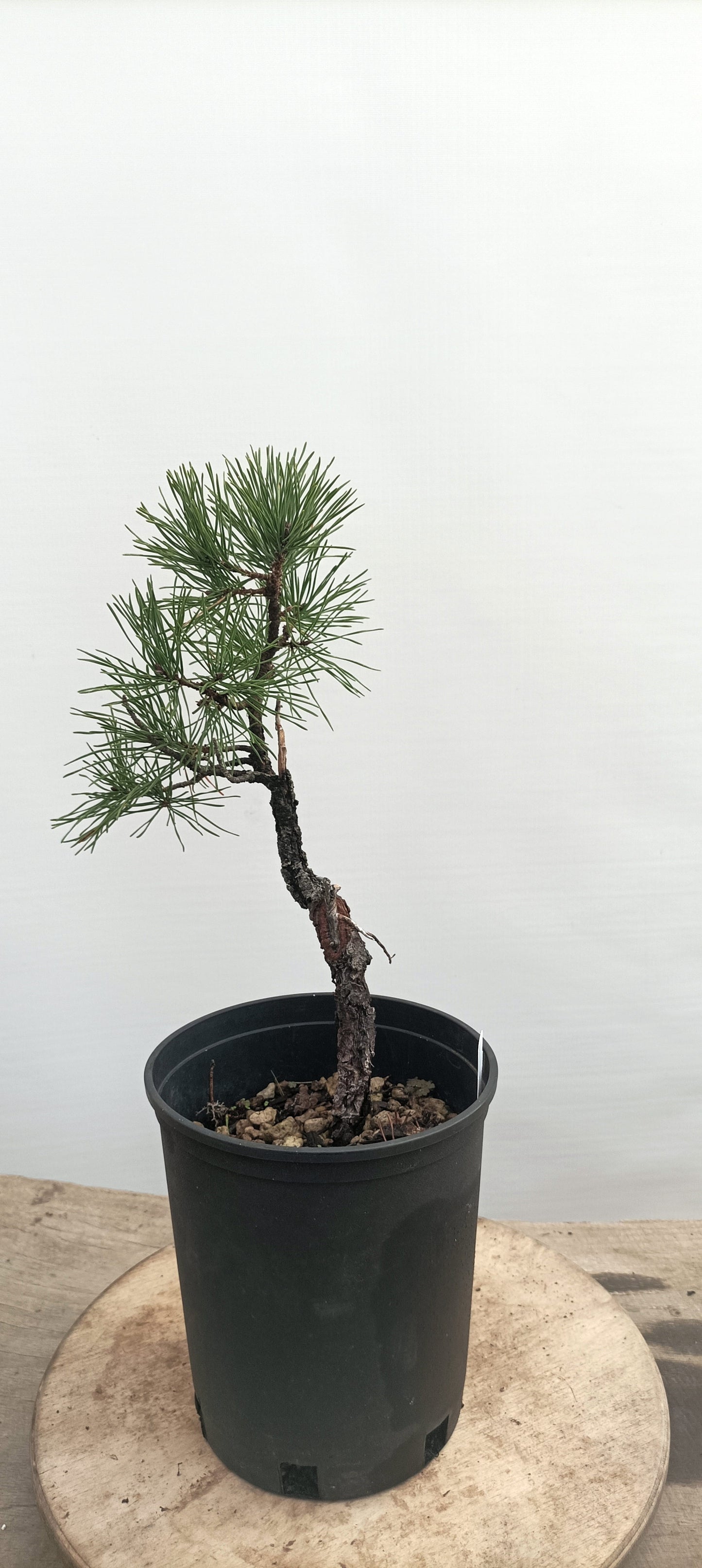 Collected Shore Pine (Thanksgiving Auction 2025)