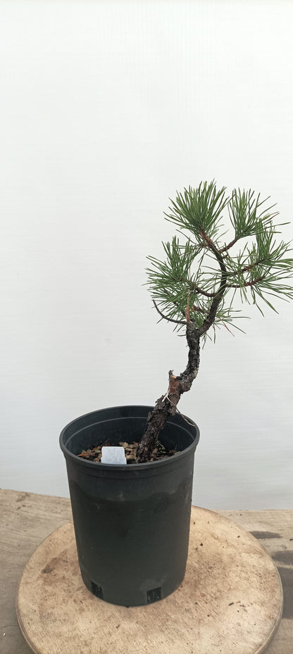 Collected Shore Pine (Thanksgiving Auction 2025)