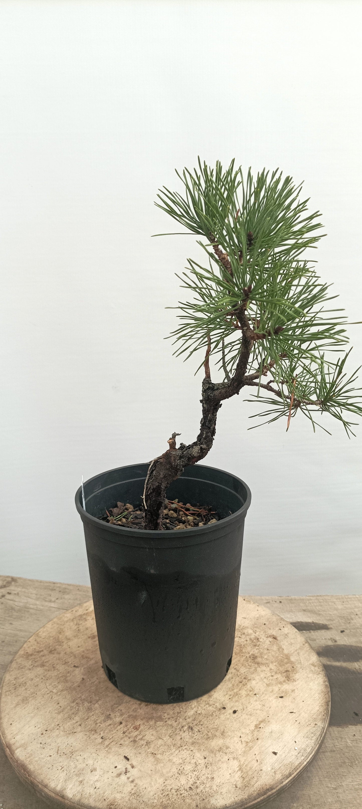 Collected Shore Pine (Thanksgiving Auction 2025)
