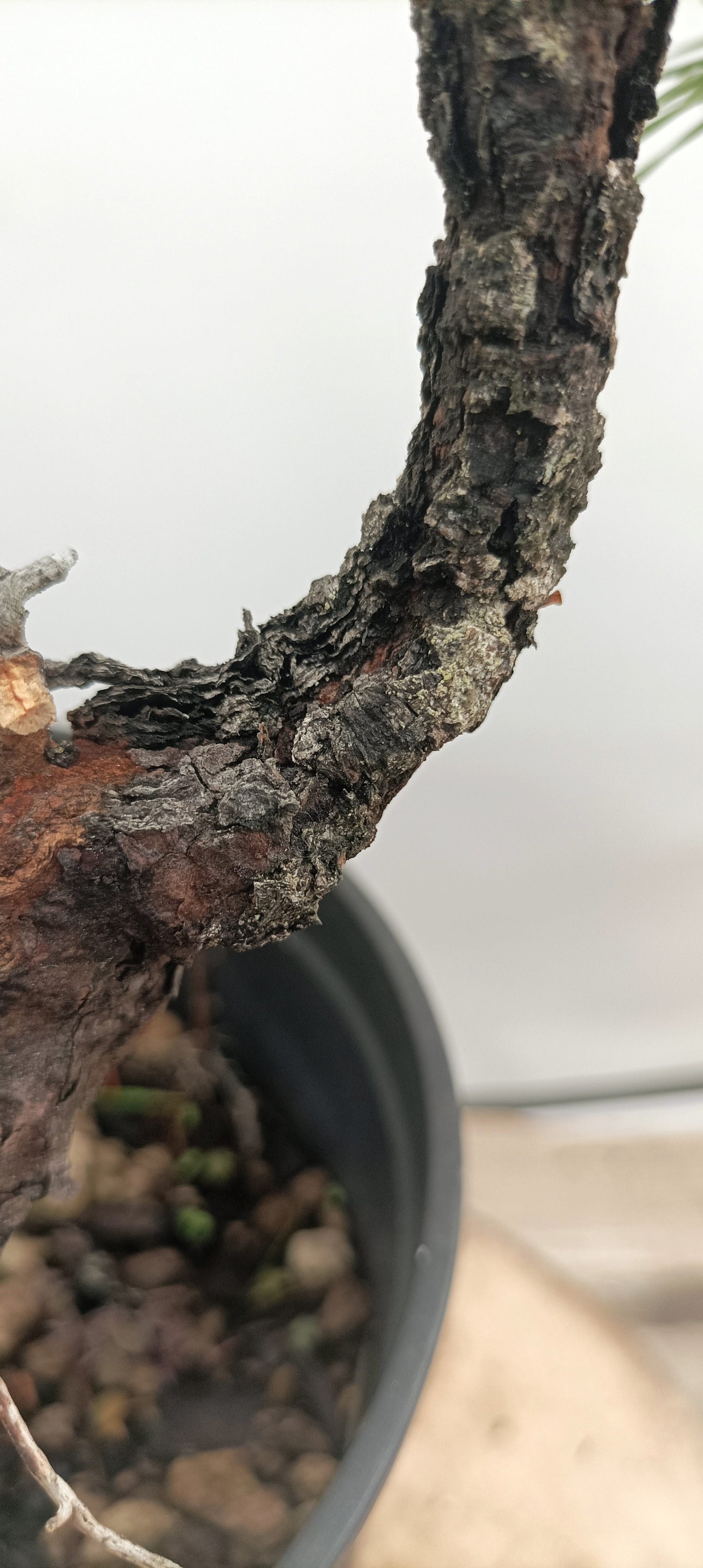 Collected Shore Pine (Thanksgiving Auction 2025)