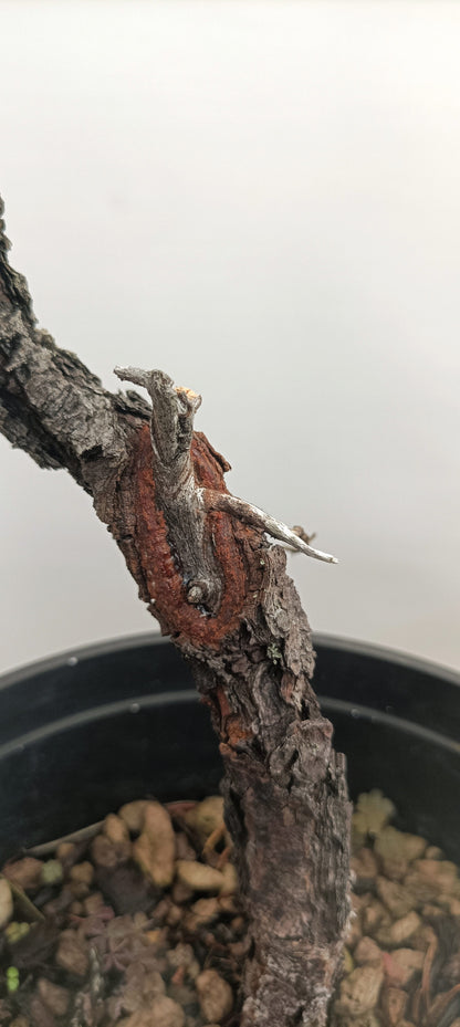 Collected Shore Pine (Thanksgiving Auction 2025)