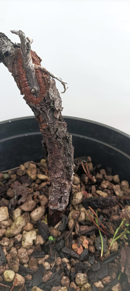 Collected Shore Pine (Thanksgiving Auction 2025)