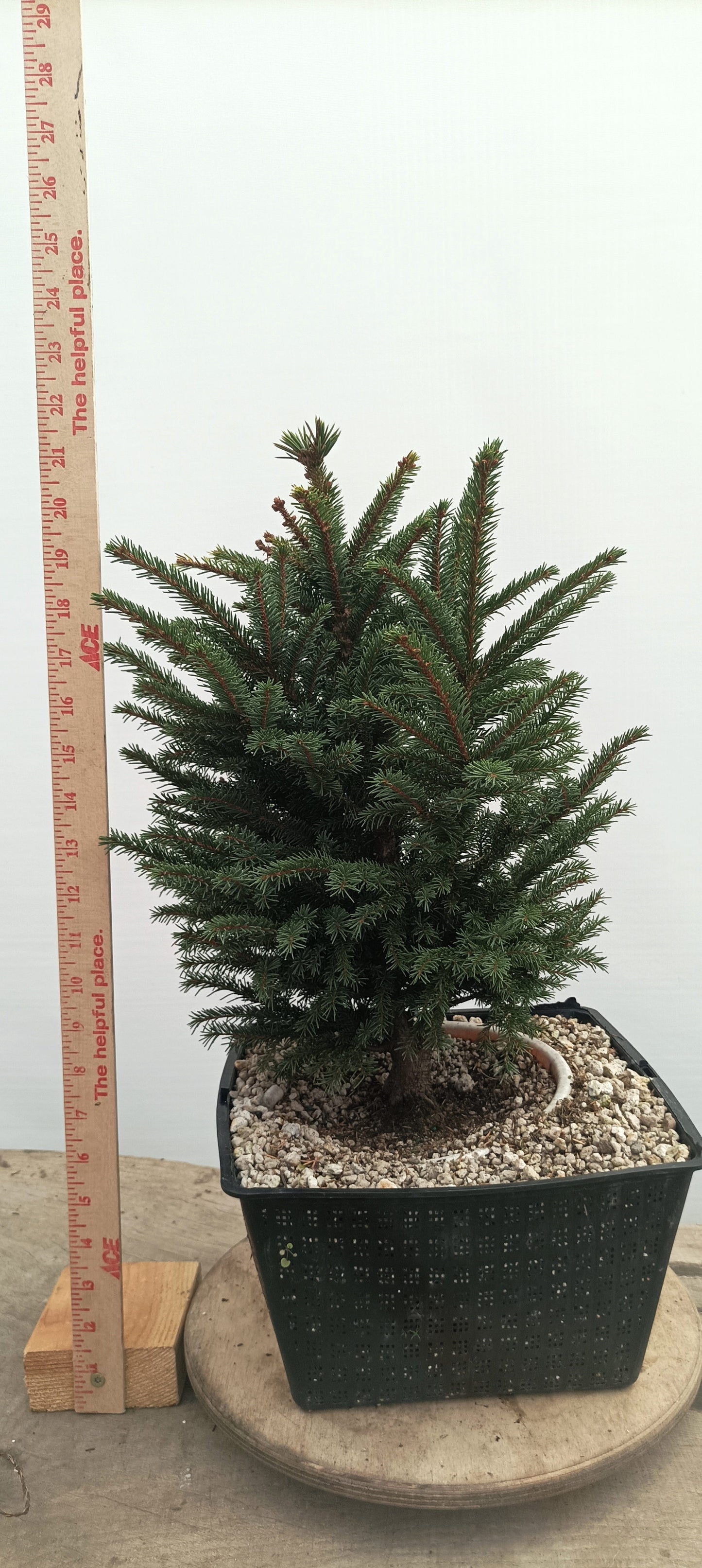 Ezo Spruce (Thanksgiving Auction 2025)