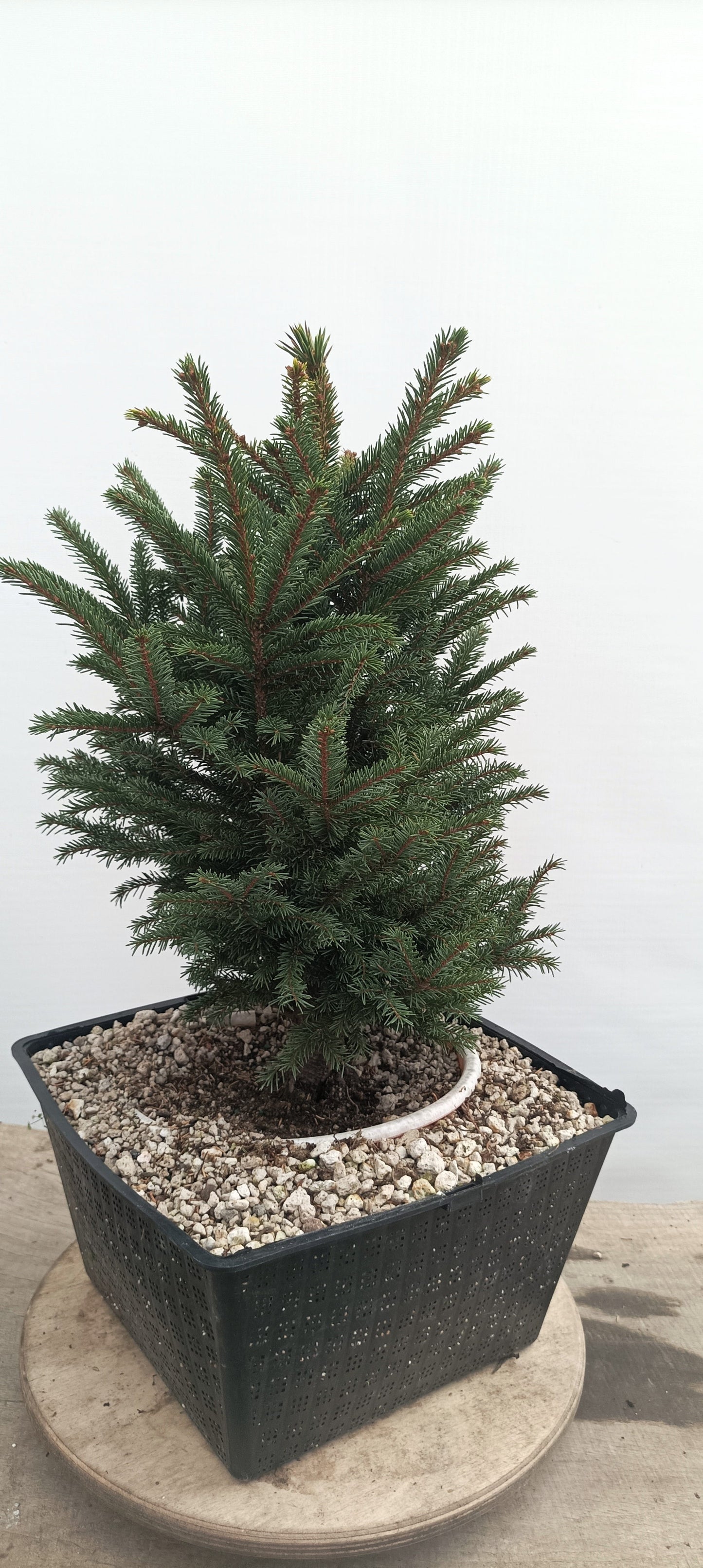Ezo Spruce (Thanksgiving Auction 2025)