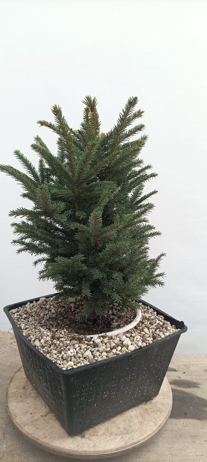 Ezo Spruce (Thanksgiving Auction 2025)