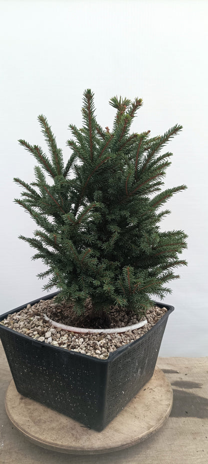 Ezo Spruce (Thanksgiving Auction 2025)