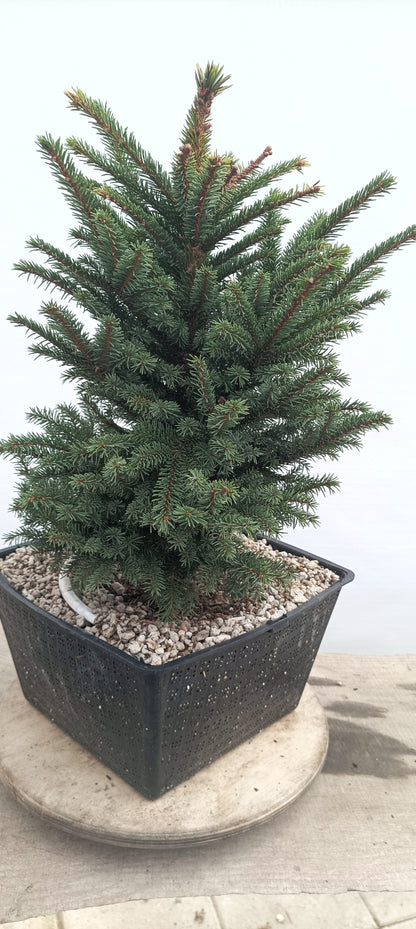 Ezo Spruce (Thanksgiving Auction 2025)