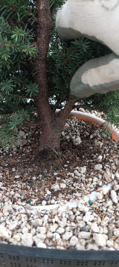 Ezo Spruce (Thanksgiving Auction 2025)