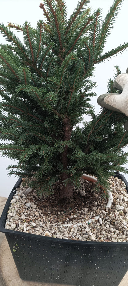 Ezo Spruce (Thanksgiving Auction 2025)