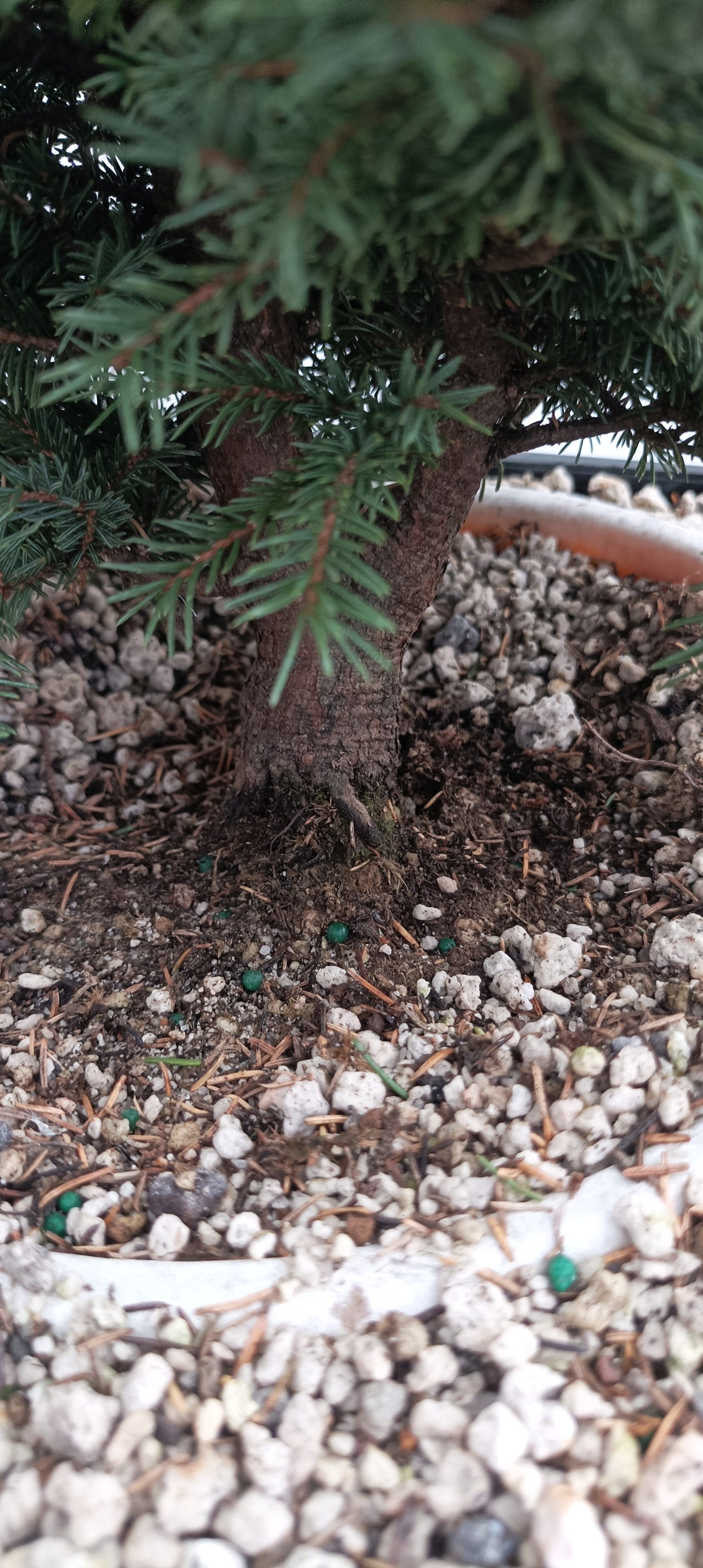 Ezo Spruce (Thanksgiving Auction 2025)