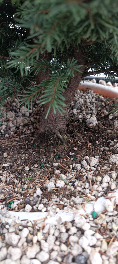 Ezo Spruce (Thanksgiving Auction 2025)