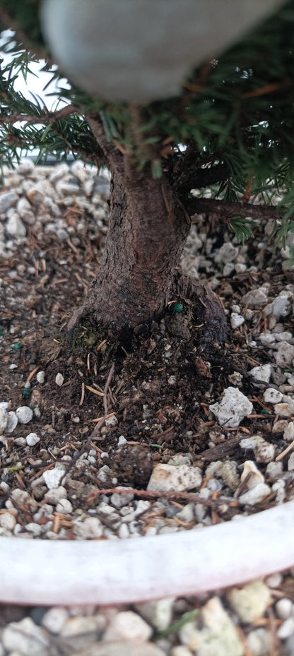 Ezo Spruce (Thanksgiving Auction 2025)