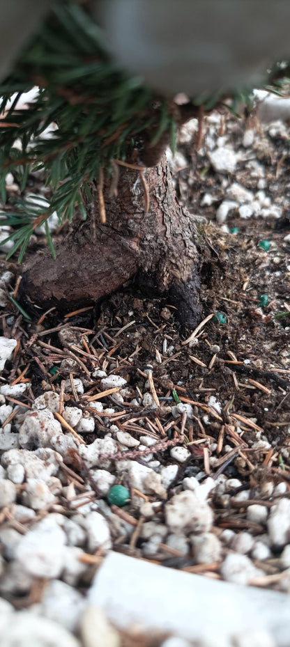 Ezo Spruce (Thanksgiving Auction 2025)