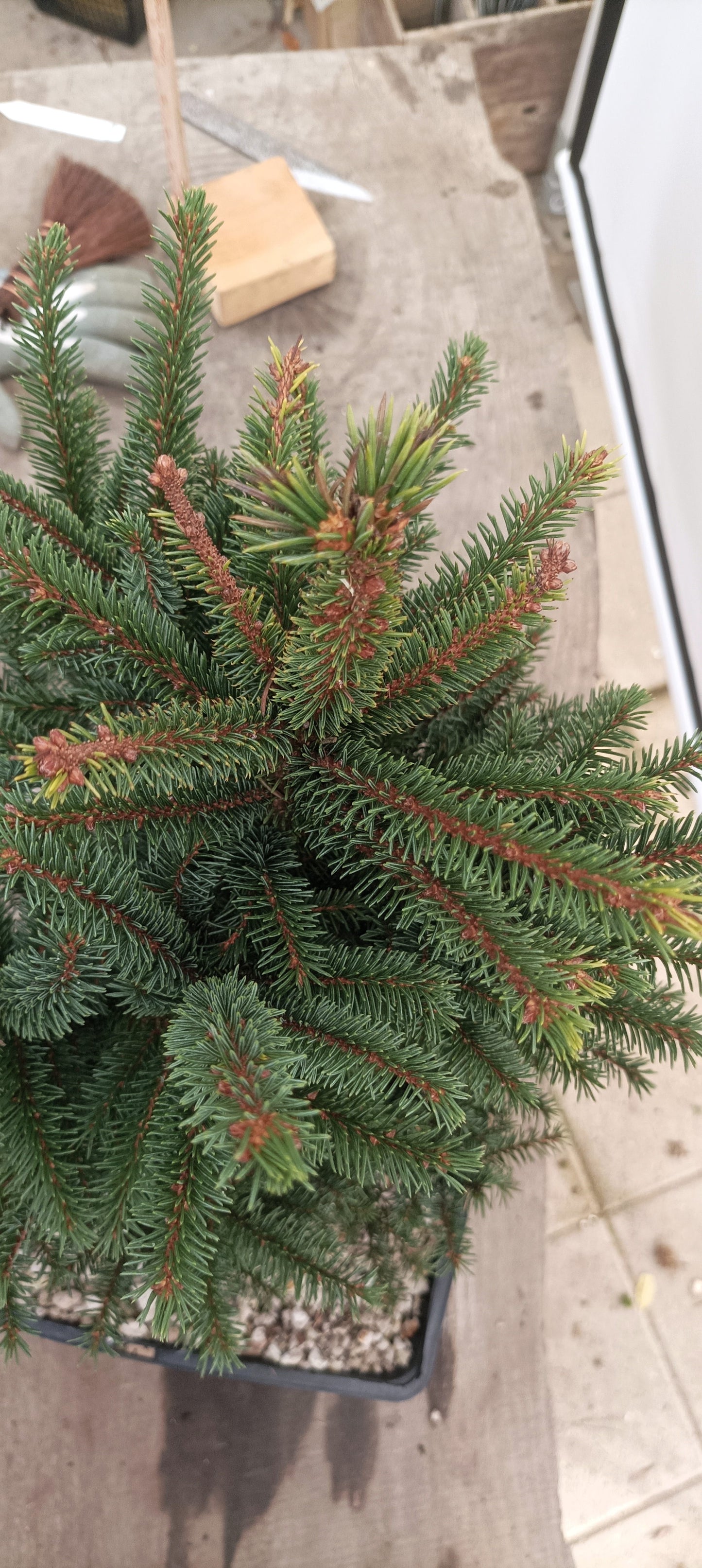 Ezo Spruce (Thanksgiving Auction 2025)