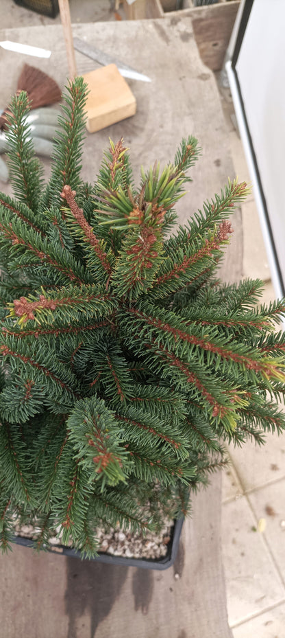 Ezo Spruce (Thanksgiving Auction 2025)