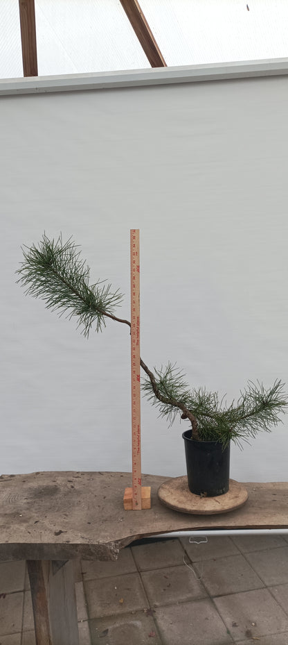 Shore Pine in a gallon pot (PCG-20)