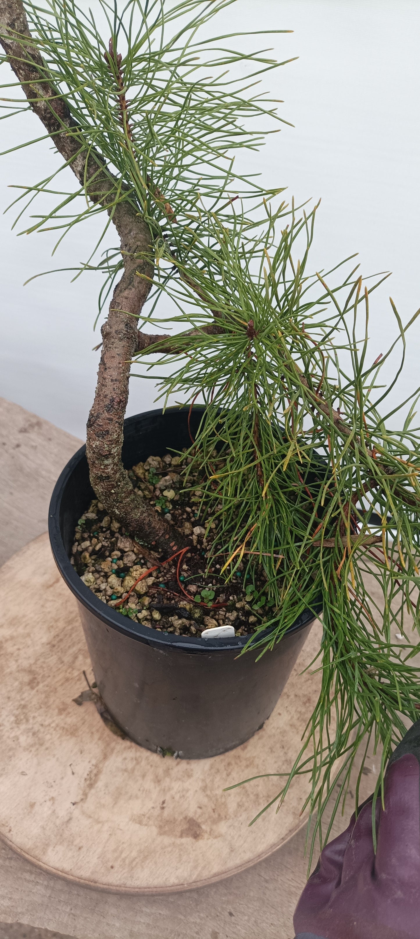 Shore Pine in a gallon pot (PCG-20)