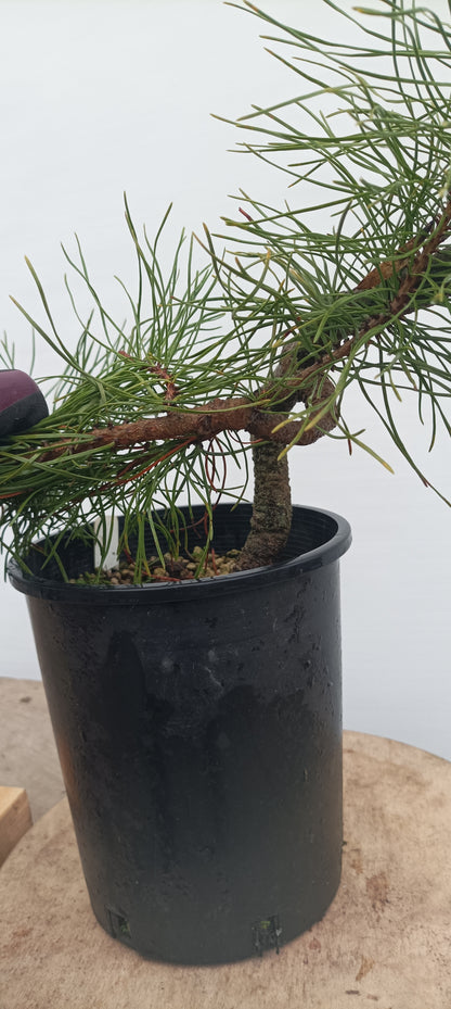Shore Pine in a gallon pot (PCG-20)