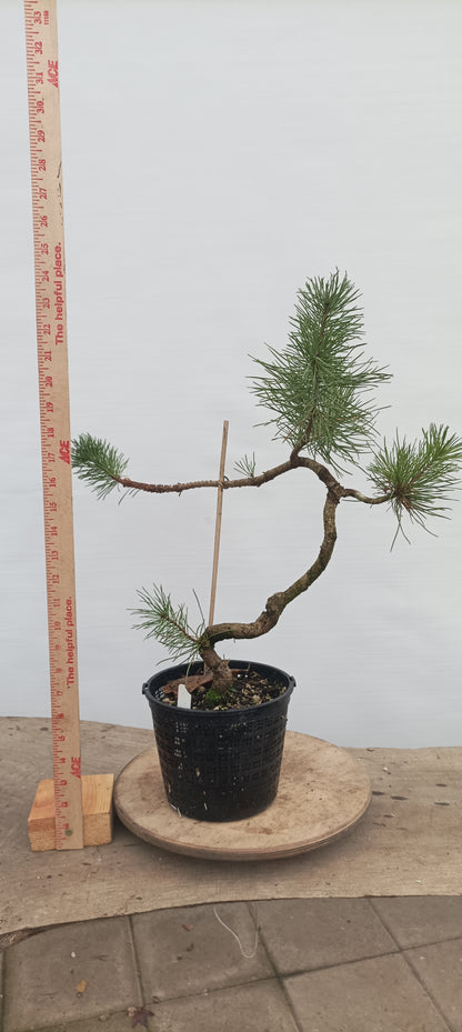Shore Pine in a gallon pot (PCG-21)
