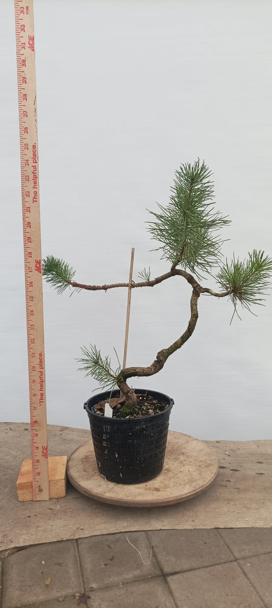 Shore Pine in a gallon pot (PCG-21)