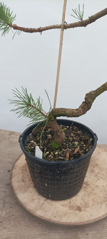 Shore Pine in a gallon pot (PCG-21)