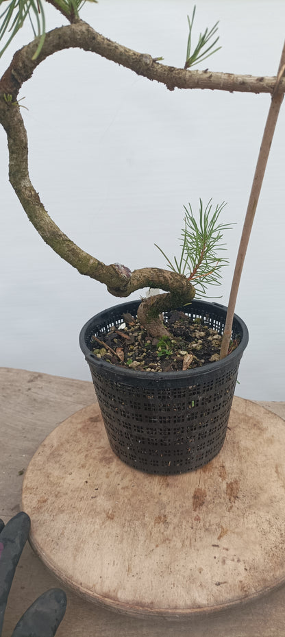 Shore Pine in a gallon pot (PCG-21)