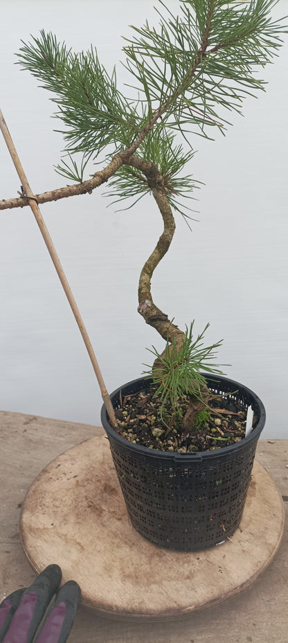 Shore Pine in a gallon pot (PCG-21)
