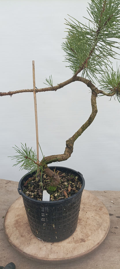 Shore Pine in a gallon pot (PCG-21)