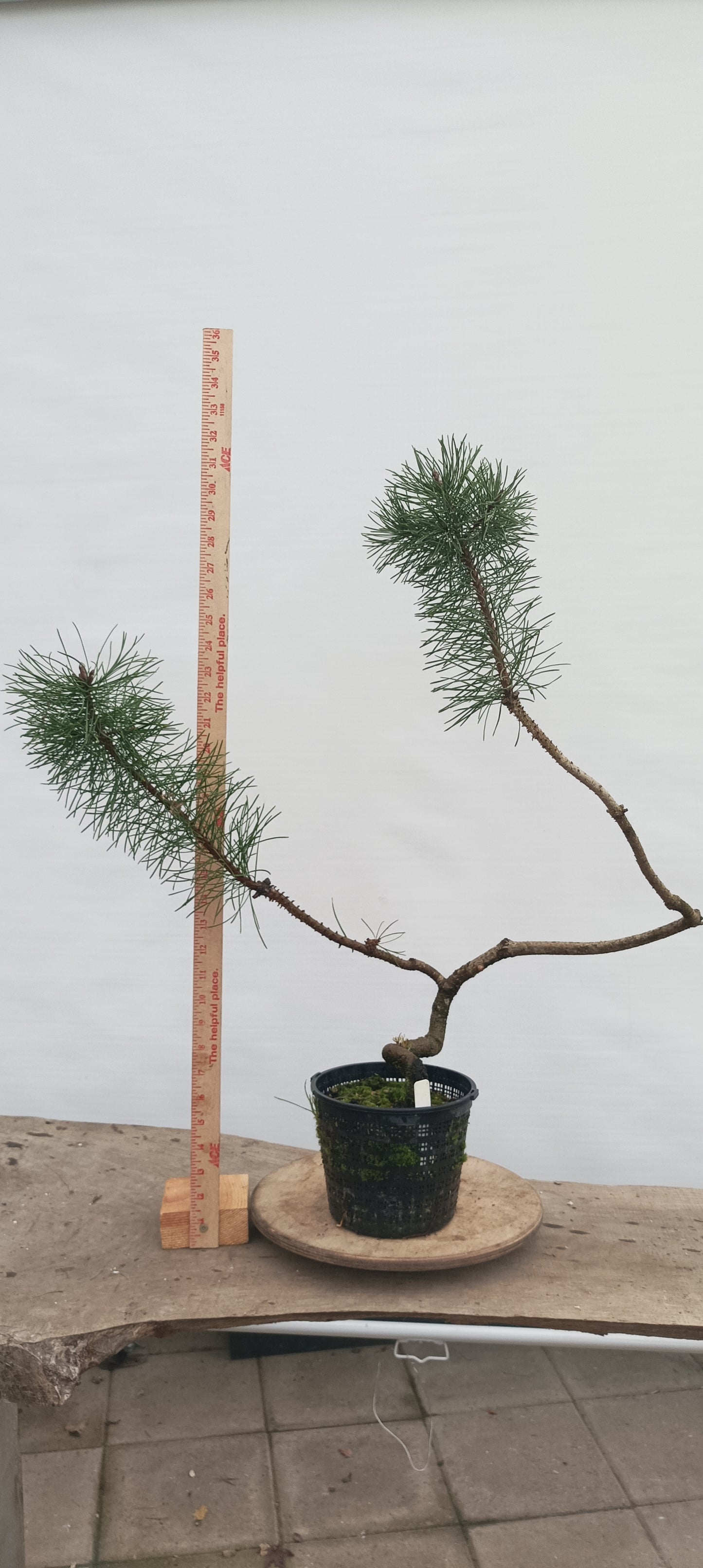 Shore Pine in a gallon pot (PCG-22)