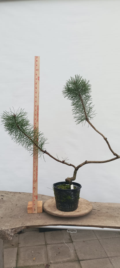 Shore Pine in a gallon pot (PCG-22)
