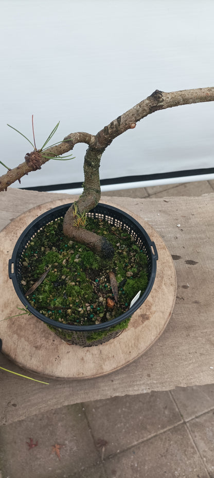 Shore Pine in a gallon pot (PCG-22)