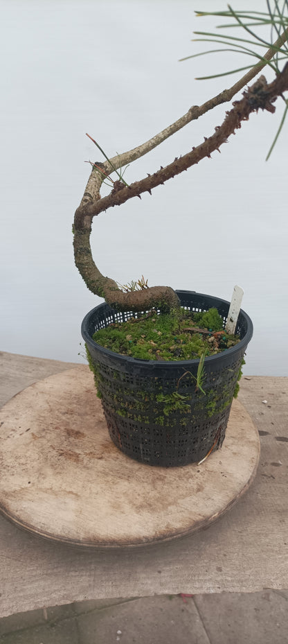 Shore Pine in a gallon pot (PCG-22)