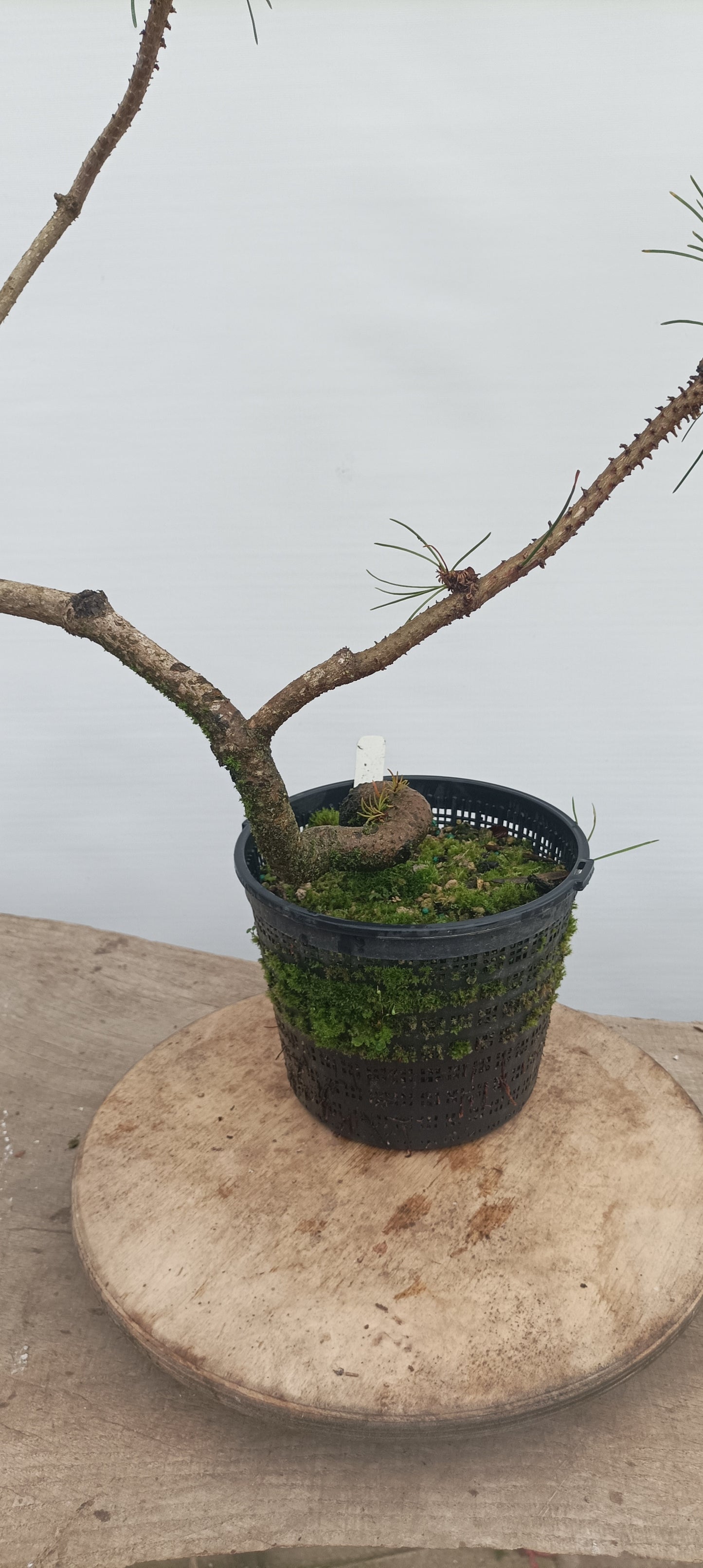Shore Pine in a gallon pot (PCG-22)
