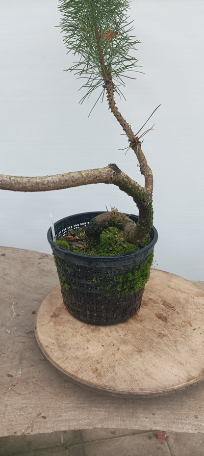 Shore Pine in a gallon pot (PCG-22)