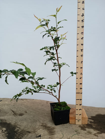 Stewartia monadelpha