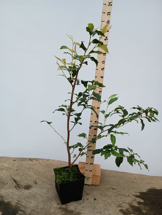Stewartia monadelpha