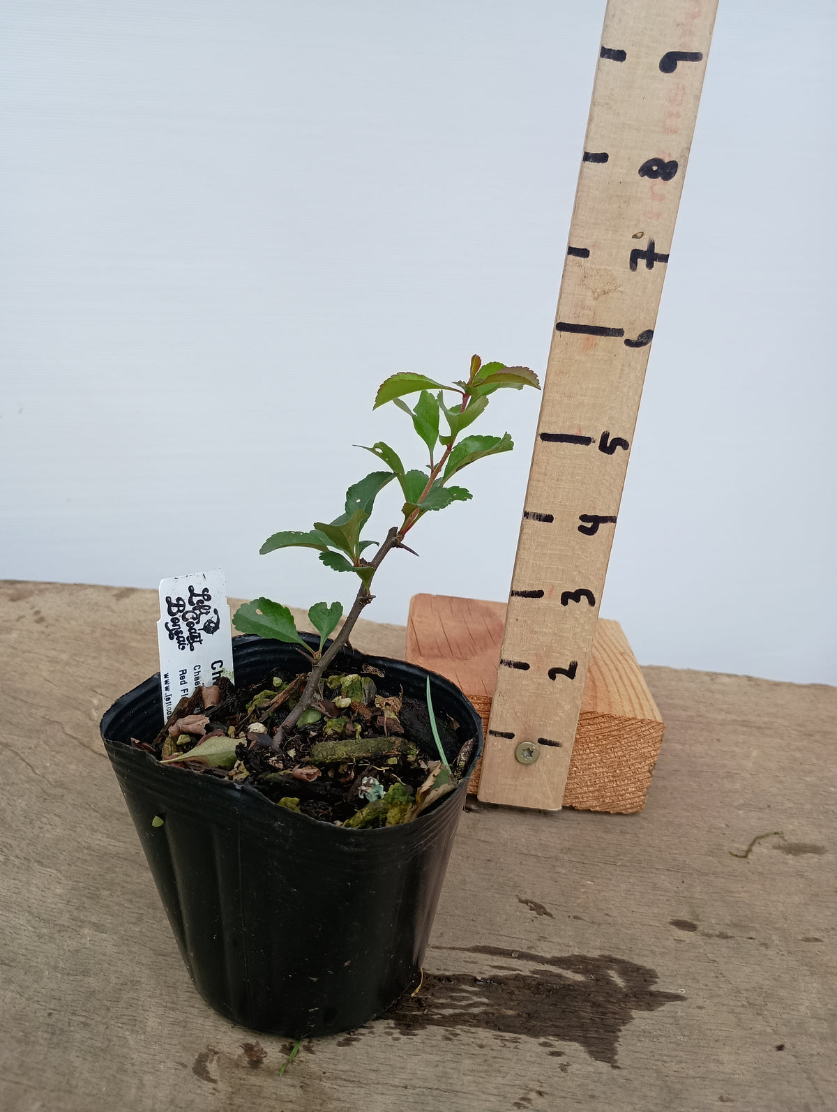 Chojubai-Red flower 1 year old cutting