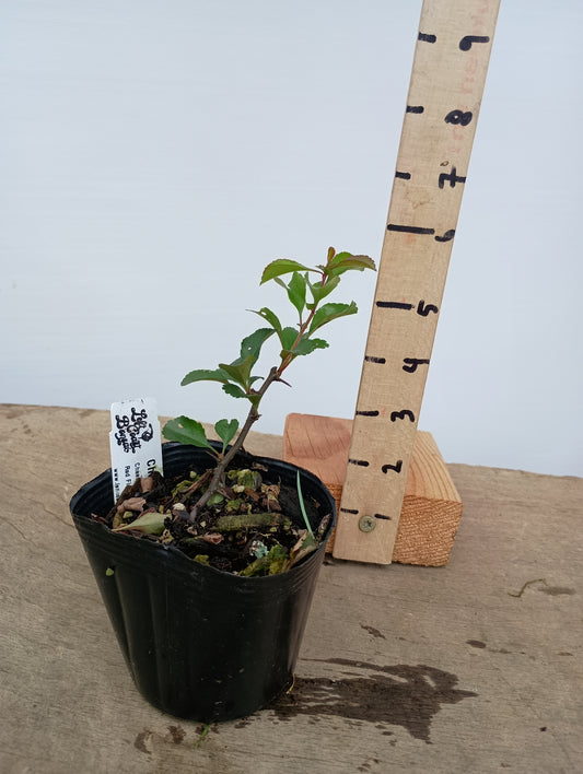 Chojubai-Red flower 1 year old cutting