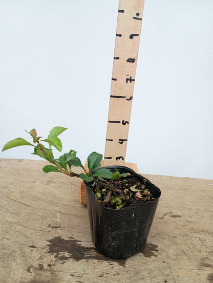 Chojubai-Red flower 1 year old cutting
